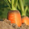 Carrot 'kuroda' - 250 seeds