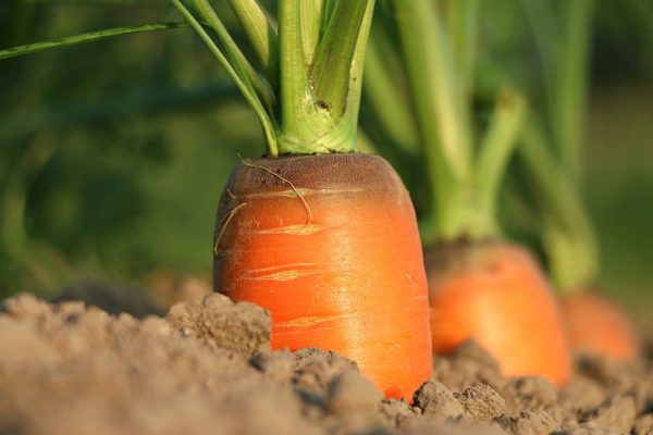 Carrot 'kuroda' - 250 seeds