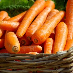 Carrot 'kuroda' - 250 seeds