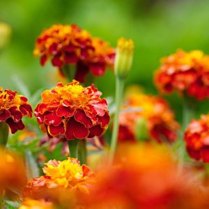 Marigold 'dwarf french' - 50 seeds
