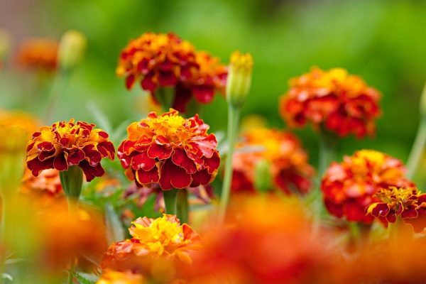 Marigold 'dwarf french' - 50 seeds