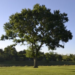 Acacia karroo - 10 seeds