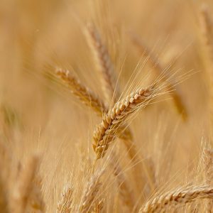 Hard red winter wheat -1000 seeds
