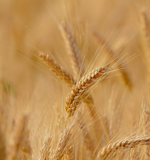 Hard red winter wheat -1000 seeds