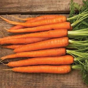 Carrot 'nantes' - 300 seeds