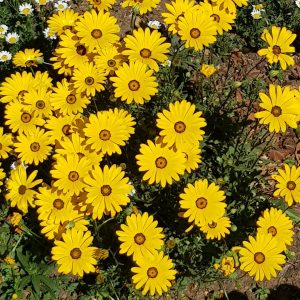 Namaqualand daisy - 200 seeds