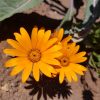Namaqualand daisy - 200 seeds