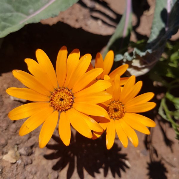 Namaqualand daisy - 200 seeds