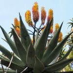 Aloe ferox - 10 seeds