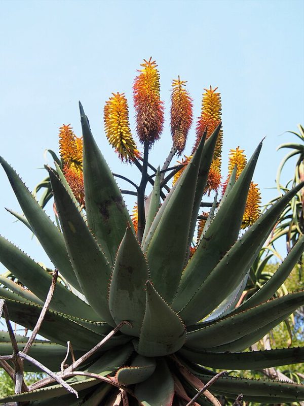 Aloe ferox - 10 seeds
