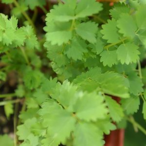 Salad burnet - 25 seeds