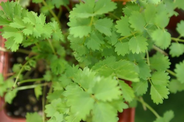 Salad burnet - 25 seeds