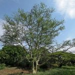 Acacia xanthophloea - 10 seeds