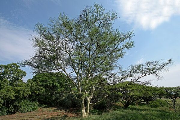 Acacia xanthophloea - 10 seeds