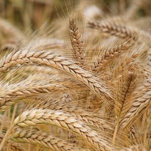 Barley - 500 seeds