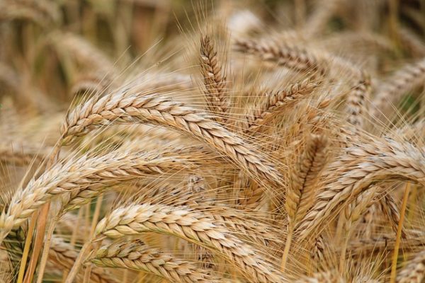 Barley - 500 seeds