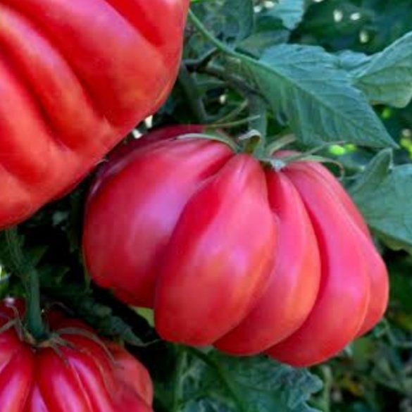 2024/10/20241027_195341.jpg Tomato 'zapotek pleated' - 10 seeds