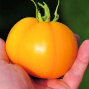 Tomato 'woodie orange' - 10 seeds
