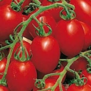 Tomato 'principe borghese' - 15 seeds