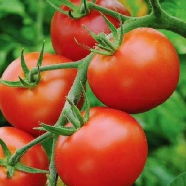2024/10/20241030_204907.jpg Tomato 'moneymaker' - 25 seeds