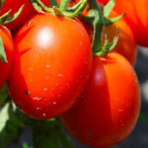 Tomato 'roma'- 25 seeds