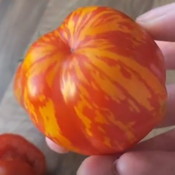 Tomato 'striped cavern' - 10 seeds