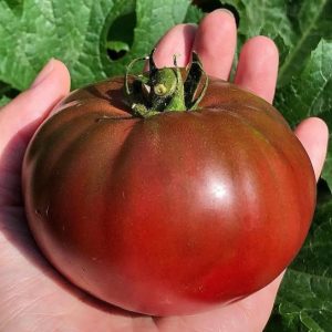 Tomato 'cherokee purple' - 10 seeds
