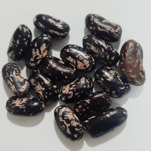 Bush bean 'prestons' - 5 seeds