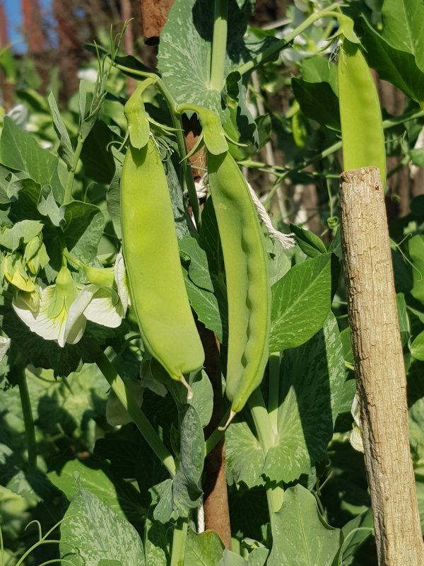2024/11/20230827_160405-scaled.jpg Pea 'oregon sugar pod' - 15 seeds