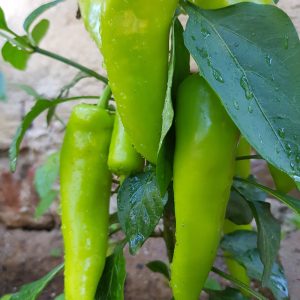 Banana pepper - 15 seeds ,
