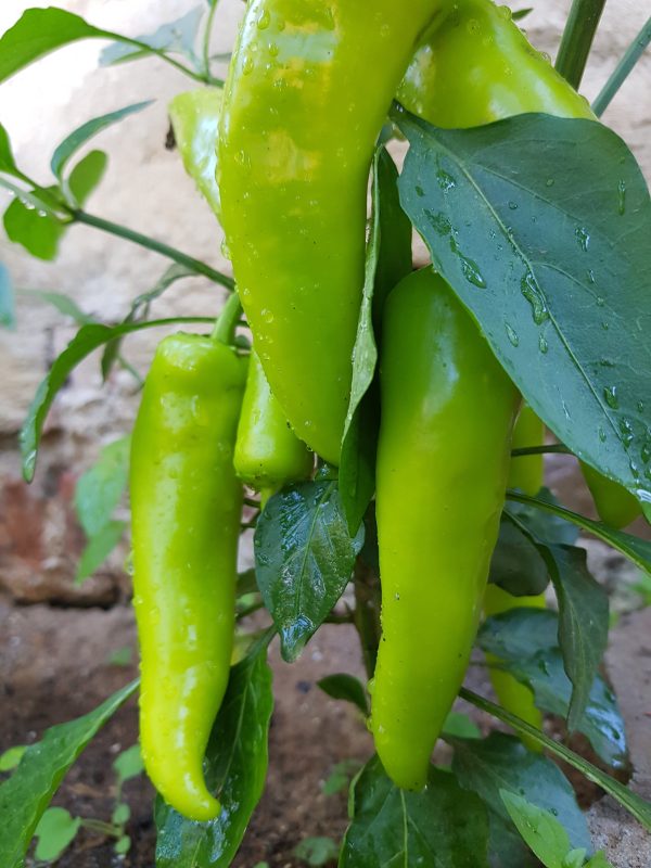 Banana pepper - 15 seeds ,