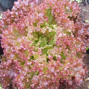 Lettuce 'lolla rossa' - 200 seeds