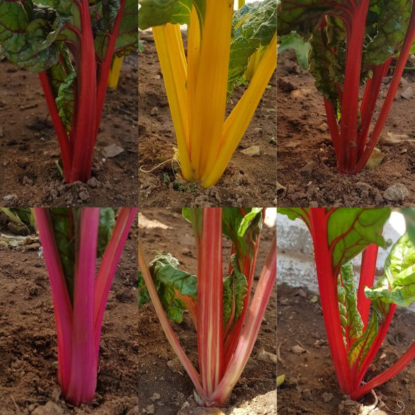 Mixed color chard - 50 seeds