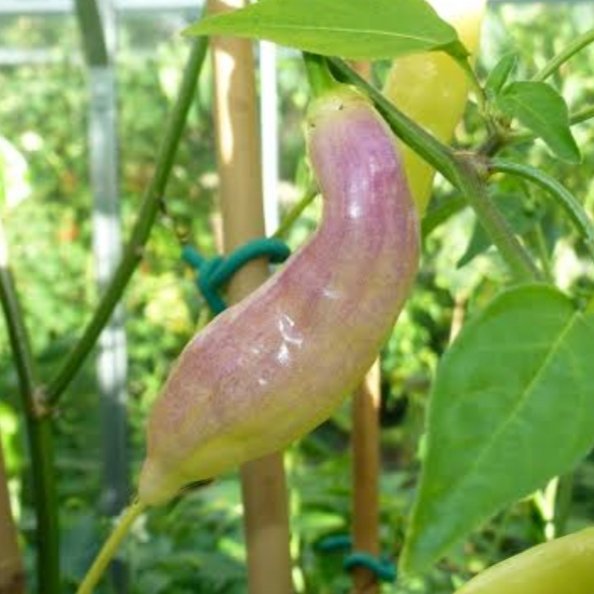 Chilli 'blondie' - 10 seeds