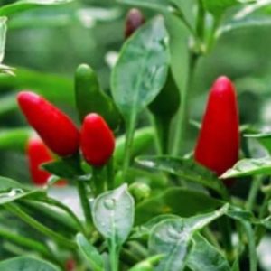 African birds eye chilli - 20 seeds