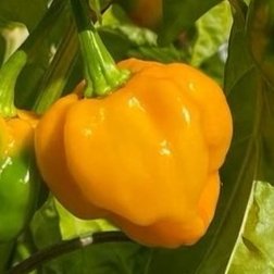 Jamaican scotch bonnet pepper - 5 seeds