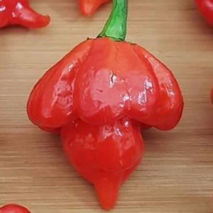 Trinidad scorpion pepper - 5 seeds