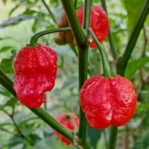 Carolina reaper - 5 seeds