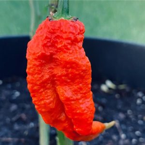 Ghost pepper - 3 seeds