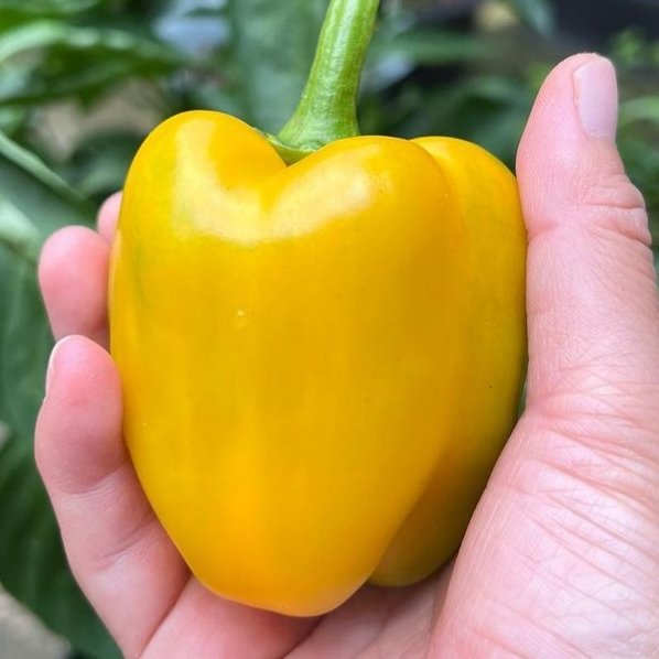 Yellow bell pepper - 15 seeds