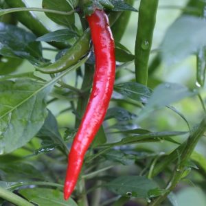 Thai dragon chilli - 10 seeds
