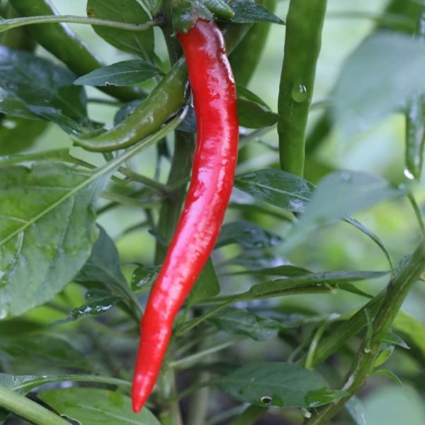 Thai dragon chilli - 10 seeds
