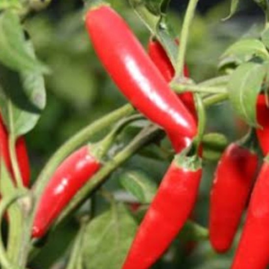 Serrano pepper - 20 seeds