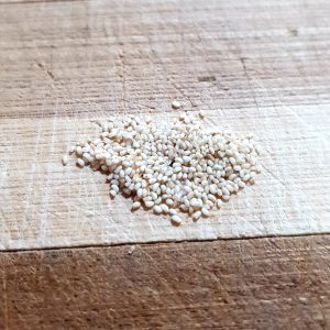 White teff - 500 seeds