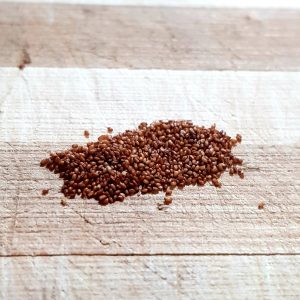 Brown teff - 500 seeds