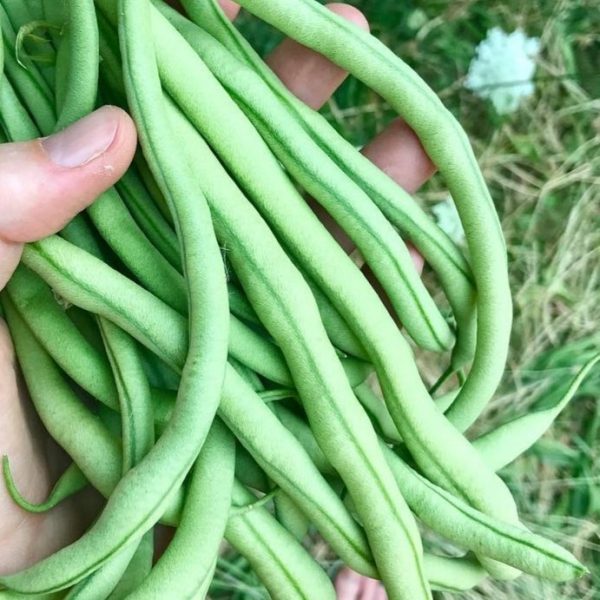 Runner bean 'lazy housewife' - 10 seeds