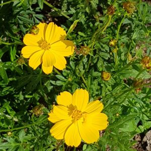Cosmos sulphureus yellow - 10 seeds