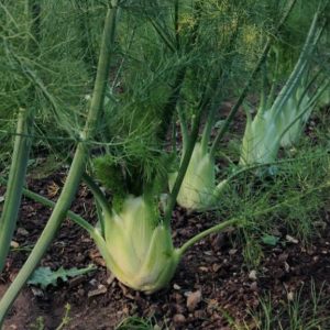 Florence fennel - 25 seeds