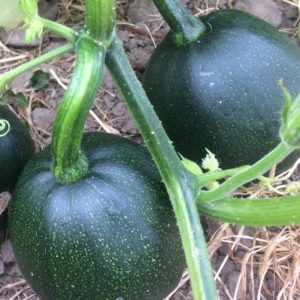 Gem squash - 20 seeds