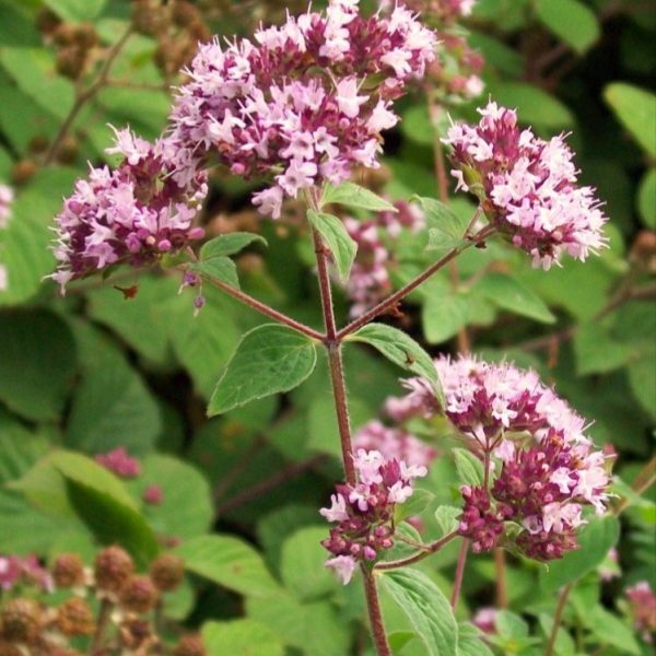 Wild marjoram - 200 seeds